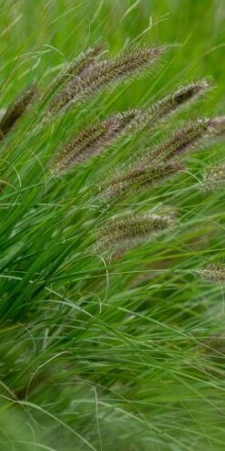 PENNISETUM Alopecuroides 'Cassian's Choice' -Hardy Garden Verkoop pennisetum alopecuroides cassian s choice web