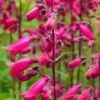 PENSTEMON 'Andenken An Friedrich Hahn' (Garnet)