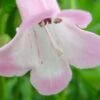 PENSTEMON 'Apple Blossom'