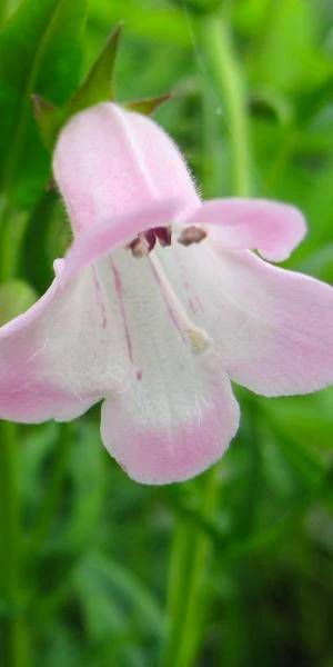 PENSTEMON 'Apple Blossom' 1 PENSTEMON 'Apple Blossom'
