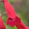 PENSTEMON 'Cherry'
