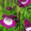 PENSTEMON 'Countess Of Dalkeith'