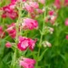 PENSTEMON 'Flamingo'