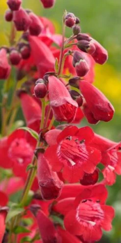 PENSTEMON 'King George V'