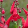 PENSTEMON 'Newbury Gem'