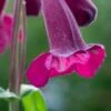 PENSTEMON 'Raven'