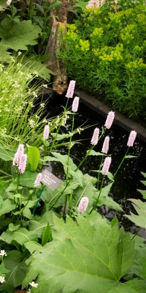 BISTORTA Officinalis 'Superba' 2 BISTORTA Officinalis 'Superba' - Image 2