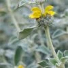 PHLOMIS Grandiflora 'Lloyd's Silver'