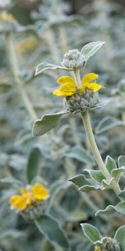 PHLOMIS Grandiflora 'Lloyd's Silver'