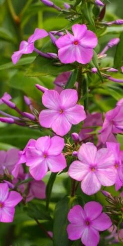 PHLOX Maculata 'Alpha'