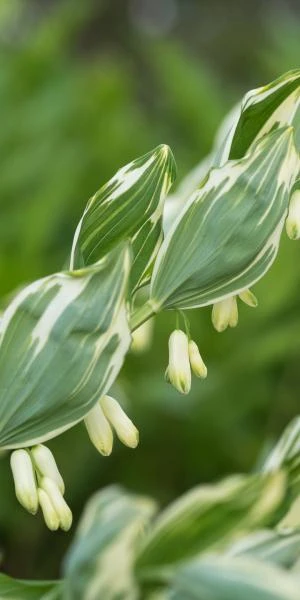POLYGONATUM X Hybridum 'Striatum' 1 POLYGONATUM X Hybridum 'Striatum'