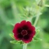 POTENTILLA Thurberi 'Monarch's Velvet'