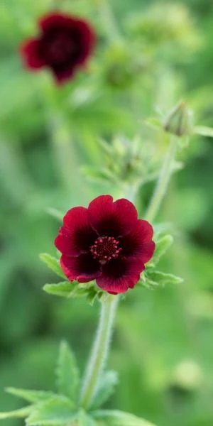 POTENTILLA Thurberi 'Monarch's Velvet' 1 POTENTILLA Thurberi 'Monarch's Velvet'