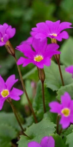 PRIMULA 'Barbara Midwinter' (Pr)