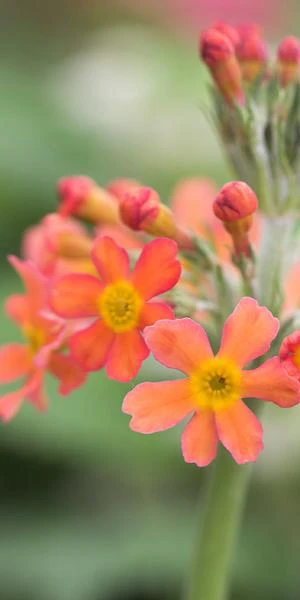 PRIMULA Bulleyana (Pf) 2 PRIMULA Bulleyana (Pf) - Image 2