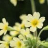 PRIMULA Elatior (Pr)