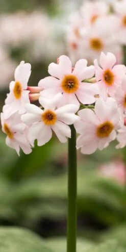 PRIMULA Japonica 'Alba'