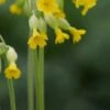 PRIMULA Veris (Pr)