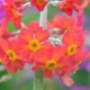 PRIMULA X Bulleesiana (Pf)