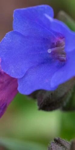 PULMONARIA 'Blue Ensign' -Hardy Garden Verkoop pulmonaria blue ensign 1270180