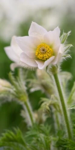PULSATILLA Vulgaris 'Alba'