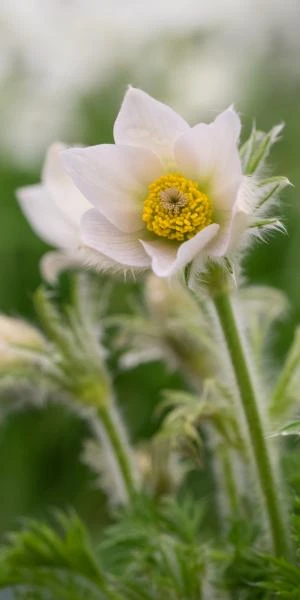 PULSATILLA Vulgaris 'Alba' 1 PULSATILLA Vulgaris 'Alba'