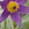 PULSATILLA Vulgaris