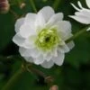 RANUNCULUS Aconitifolius 'Flore Pleno'