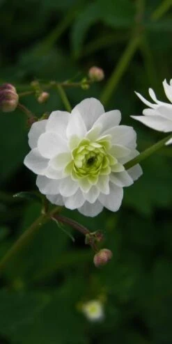 RANUNCULUS Aconitifolius 'Flore Pleno'