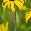 RUDBECKIA Fulgida 'American Gold Rush' PBR