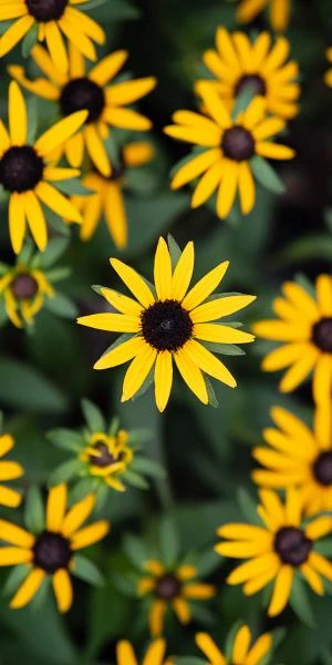 RUDBECKIA 'Little Goldstar' PBR 2 RUDBECKIA 'Little Goldstar' PBR - Image 2