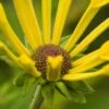 RUDBECKIA Subtomentosa 'Little Henry' PBR