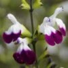 SALVIA 'Amethyst Lips' PBR