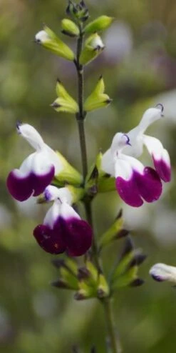 SALVIA 'Amethyst Lips' PBR
