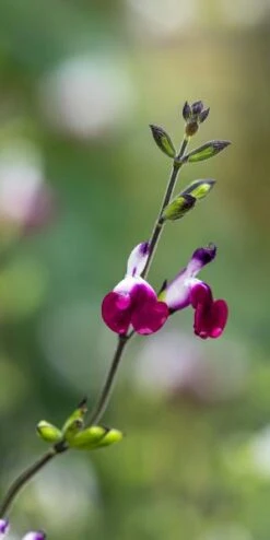 SALVIA 'Amethyst Lips' PBR -Hardy Garden Verkoop salvia amethyst lips web 8021109