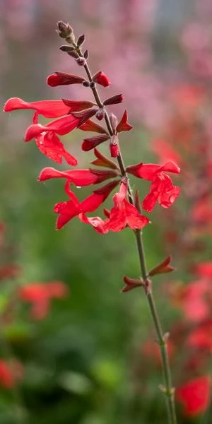 SALVIA 'Silke's Dream' 1 SALVIA 'Silke's Dream'