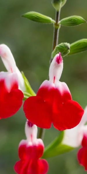 SALVIA 'Hot Lips' 1 SALVIA 'Hot Lips'