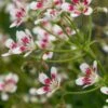SAXIFRAGA Southside Seedling Group