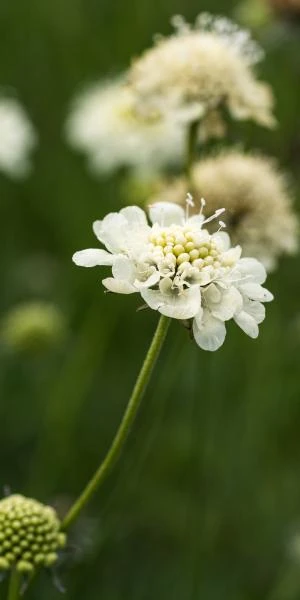 SCABIOSA Columbaria Ssp. Ochroleuca 1 SCABIOSA Columbaria Ssp. Ochroleuca