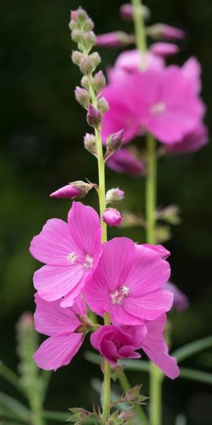 SIDALCEA 'Rose Queen' 1 SIDALCEA 'Rose Queen'