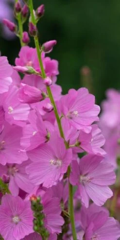 New Release -Hardy Garden Verkoop sidalcea rose queen 6281081