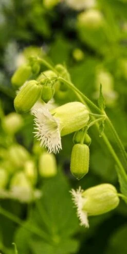 SILENE Fimbriata -Hardy Garden Verkoop silene fimbriata 2688