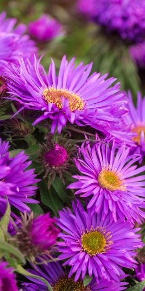 SYMPHYOTRICHUM Novae-belgii 'Purple Dome' 1 SYMPHYOTRICHUM Novae-belgii 'Purple Dome'