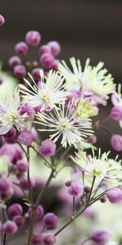 THALICTRUM 'Elin' -Hardy Garden Verkoop thalictrum elin 6230078 2