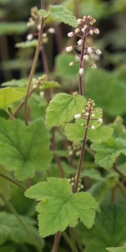 TIARELLA Polyphylla 'Filigran'