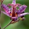 TRICYRTIS Formosana Stolonifera Group