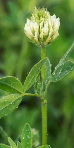TRIFOLIUM Ochroleucon
