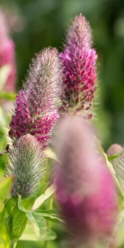 TRIFOLIUM Rubens 'Red Feathers'