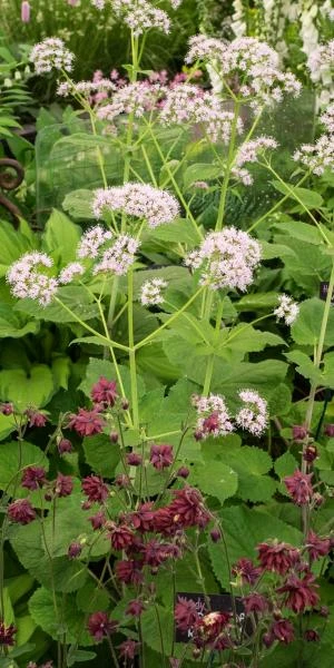 VALERIANA Pyrenaica 2 VALERIANA Pyrenaica - Image 2
