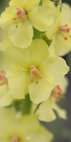 VERBASCUM (Cotswold Group) 'Gainsborough' 5 VERBASCUM (Cotswold Group) 'Gainsborough' -Hardy Garden Verkoop verbascum cotswold group gainsborough 4